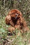 CAVALIER KING CHARLES 016